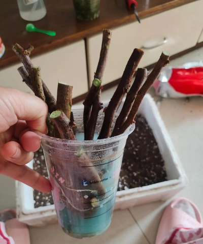 家庭养花用生根粉