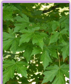 槭树叶子怎么吃