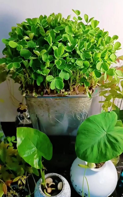 家庭养花用生根粉