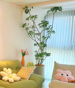 原木奶油风养花