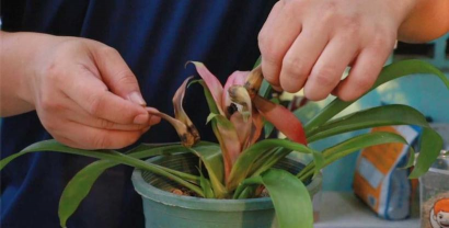 家庭养花用生根粉