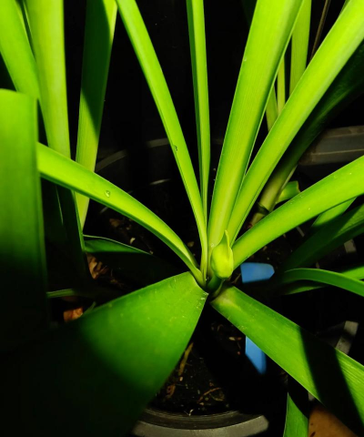 百子莲怎么开花