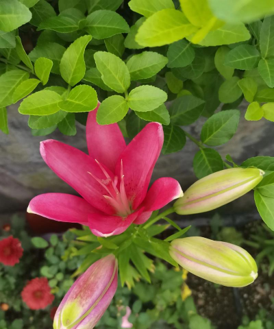 家庭养花用生根粉