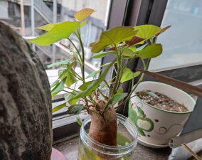 家庭养花用生根粉