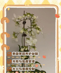 泰国茉莉怎么养殖