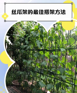盆栽丝瓜架怎么搭
