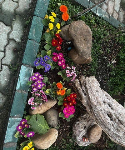 家庭养花用生根粉