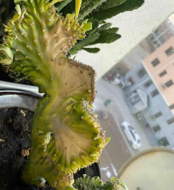 麒麟花枯萎怎么处理