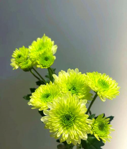 绿色多头菊怎么插花