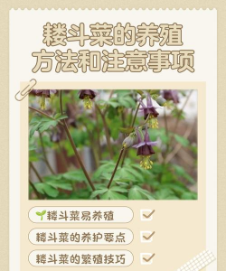 耧斗菜怎么养殖