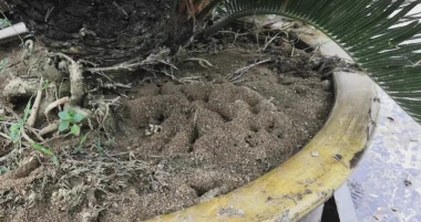 养花怎么消灭蚂蚁