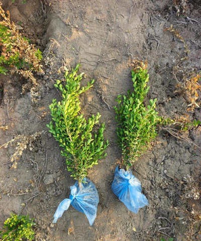 朝鲜黄杨栽培技术