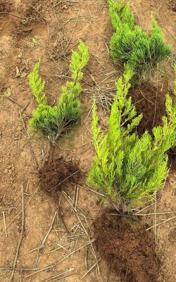 小龙柏怎么育苗