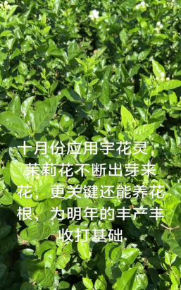 家庭养花用生根粉