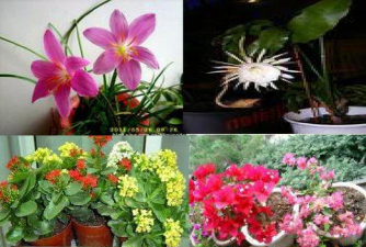 家庭养花用生根粉