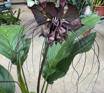 老虎须花怎么养