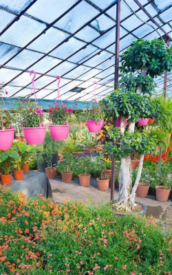 家庭养花用生根粉