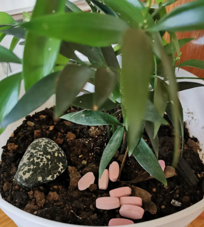 过期药怎样养花