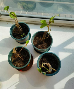 家庭养花用生根粉