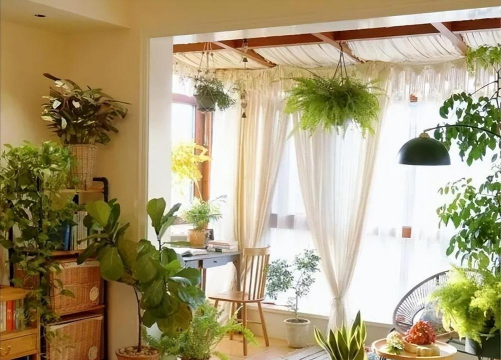 家庭养花用生根粉