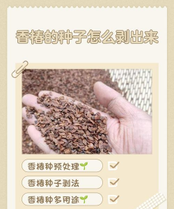 香椿种子怎么弄