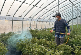 家庭养花用生根粉