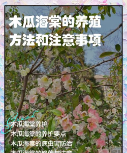 木瓜海棠怎么种植