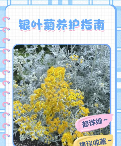银叶菊怎么养大