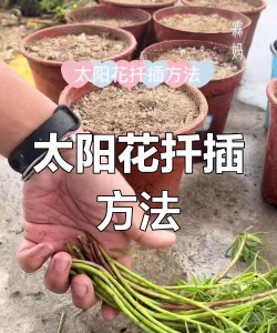 家庭养花用生根粉