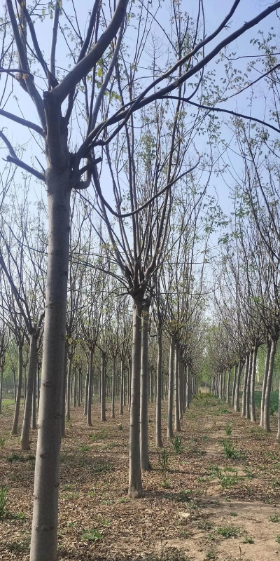 南栾树怎么管理