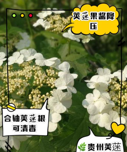 香荚蒾怎么养