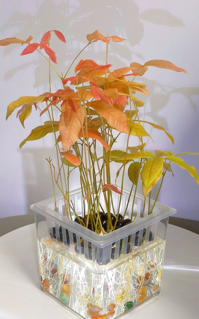 家庭养花用生根粉