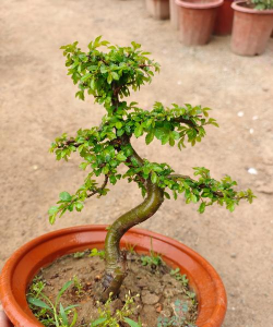 小叶榔榆怎么样