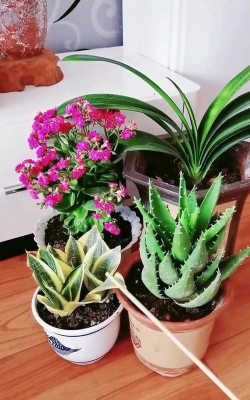 家庭养花用生根粉