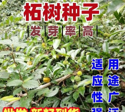 怎么种柘树种子