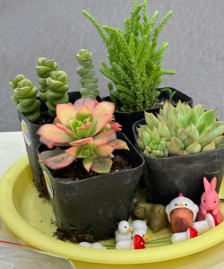 家庭养花用生根粉