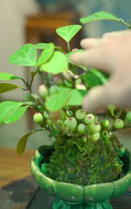 家庭养花用生根粉