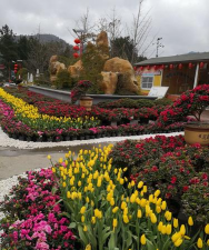 家庭养花用生根粉