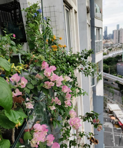 家庭养花用生根粉