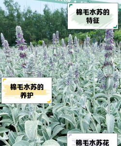 绵毛水苏如何繁殖