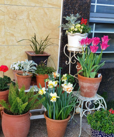 家庭养花用生根粉