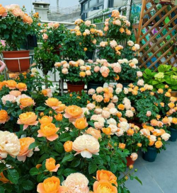 家庭养花用生根粉