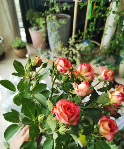 多头玫瑰养花温度