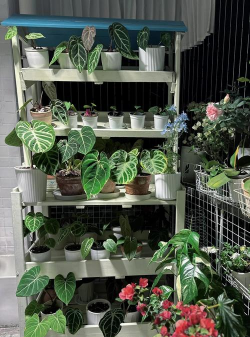 家庭养花用生根粉