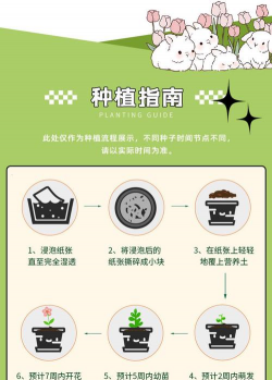 晴天娃娃种子怎么种