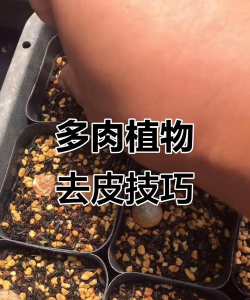 灯泡 多肉 怎么脱皮