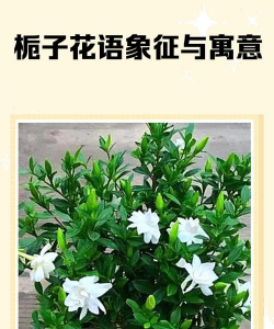 栀子叶象征什么