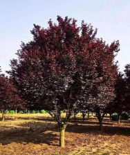 红叶李树苗怎么繁殖