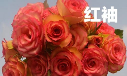 红袖玫瑰鲜花怎么养