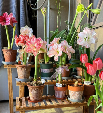 家庭养花用生根粉